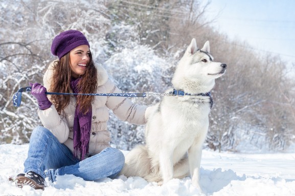 关于训练哈士奇的技巧指南分析