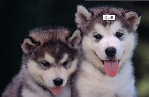 如何照顾不同阶段的哈士奇