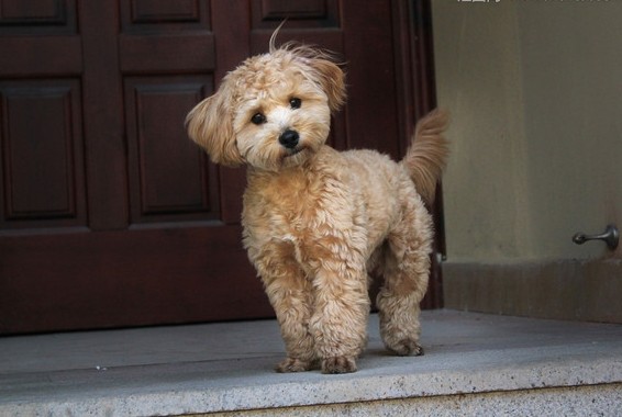 如何消除贵宾犬身上的异味