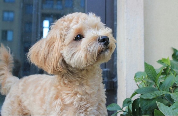 如何护理泰迪犬的眼睛