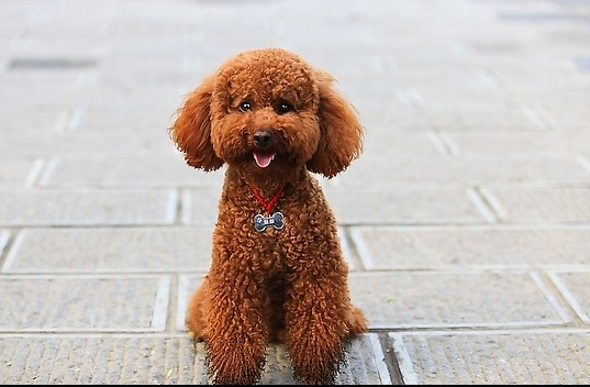 引起贵宾犬消化不良的原因有哪些