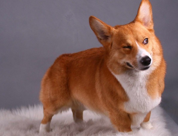 如何让柯基犬的毛发更光亮顺滑