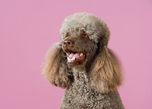 如何给贵宾犬做美容造型