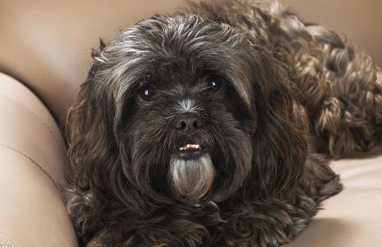 给贵宾犬洗澡时的注意事项