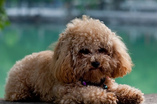 贵宾犬的饮食美毛法则