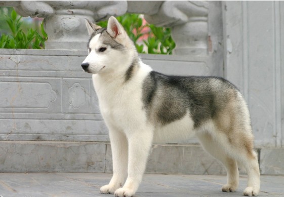 如何彻底赶走哈士奇身上的虱子