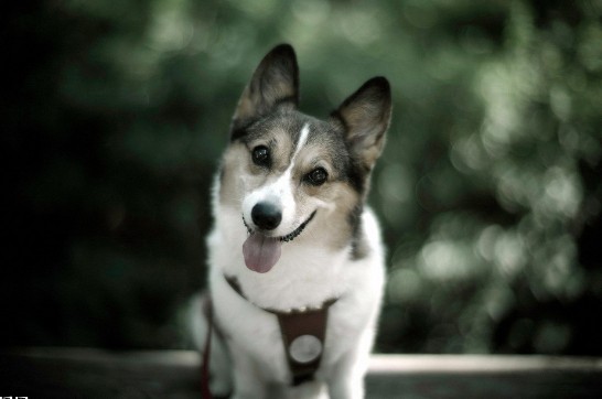 为哈士奇洗澡时的注意事项