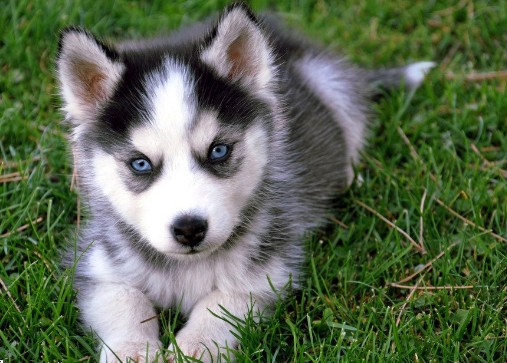 哈士奇日常饮食要注意什么