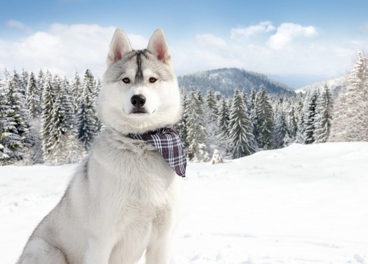 哈士奇养育过程中的注意事项