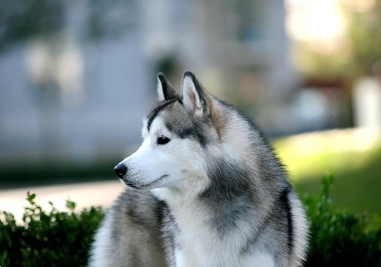 日常生活我们要如何护理哈士奇