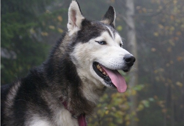 哈士奇出现休克与衰竭该怎么办