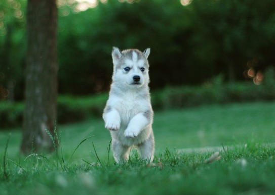 如何训练哈士奇禁止做某事