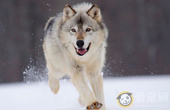 哈士奇是最容易接受训练的犬类吗