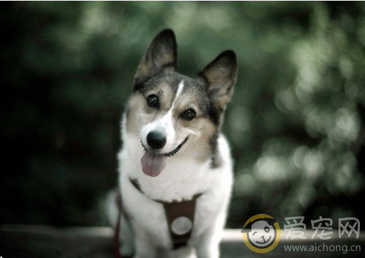 哈士奇摇尾巴是什么意思