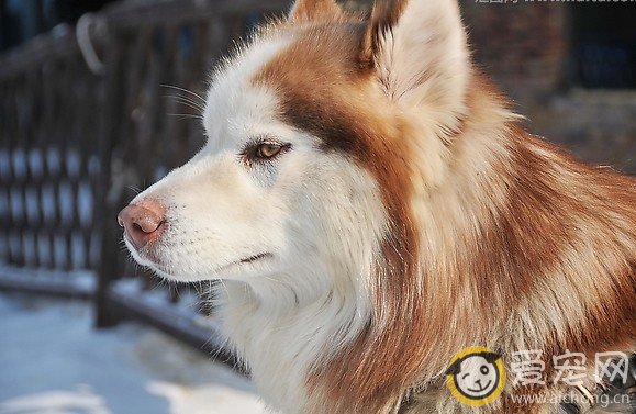 控制哈士奇的食量的技巧方法