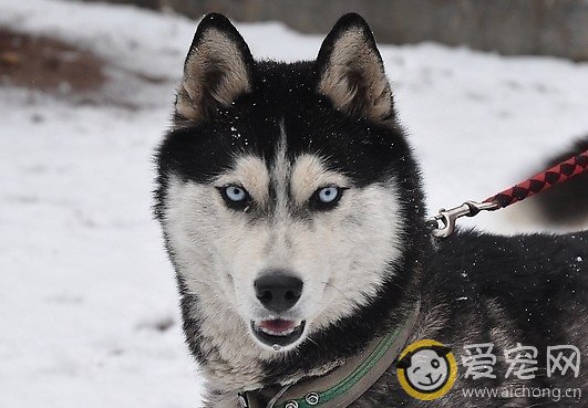 哈士奇幼犬多久可以学会走路