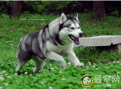 怎样才能训练好哈士奇