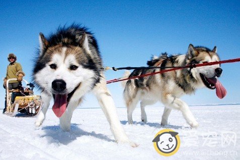 冬天如何给哈士奇洗澡