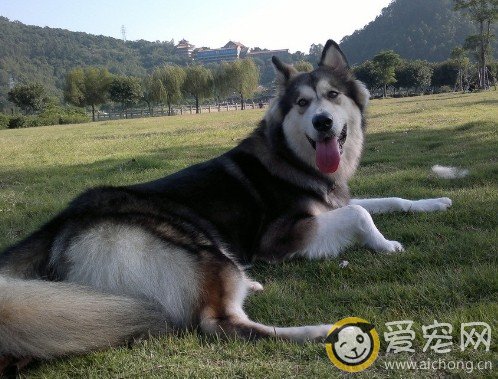 哈士奇不吃狗粮该怎么办