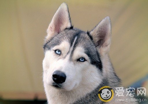 哪些寄生虫疾病会影响哈士奇健康