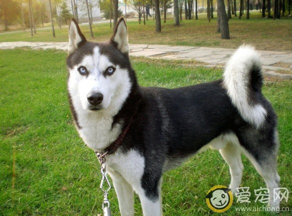 如何合理安排哈士奇的喂食时间