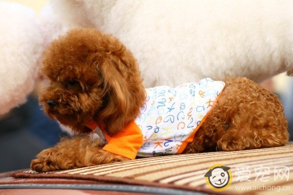 泰迪犬喜欢睡地板怎么办