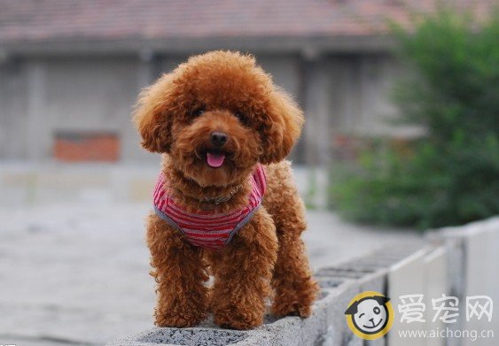 泰迪犬肛门红肿该怎么办