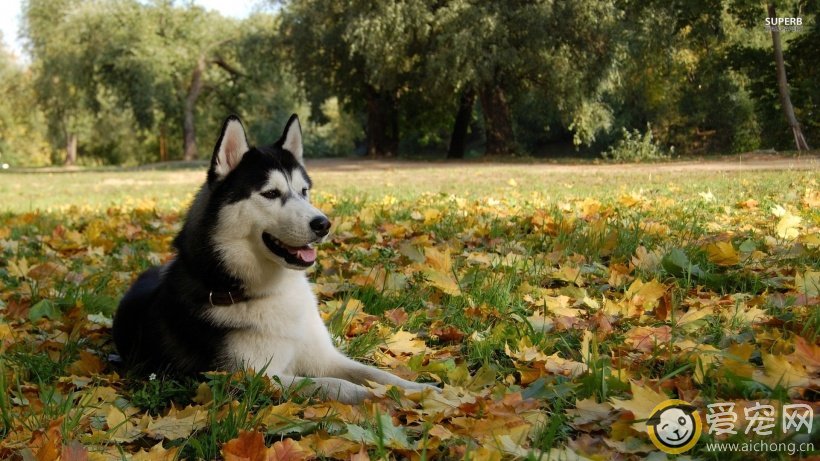 不同时期哈士奇喂食量大概多少