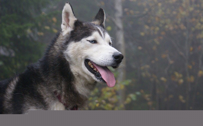 哈士奇嘴巴腥臭要怎么办