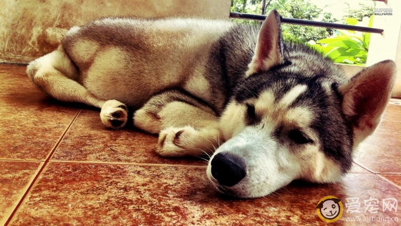 哈士奇肛门流血要怎么办