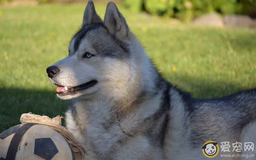 哈士奇牙齿松动了该怎么办