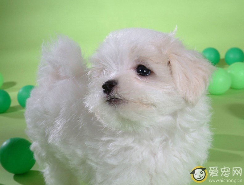 比熊用什么牌子的沐浴香波好