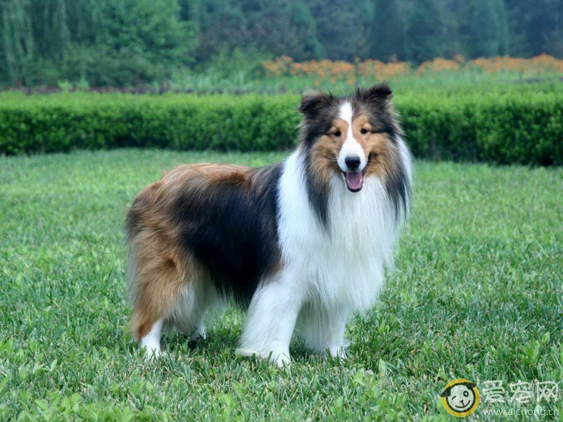 喜乐蒂需要折耳吗