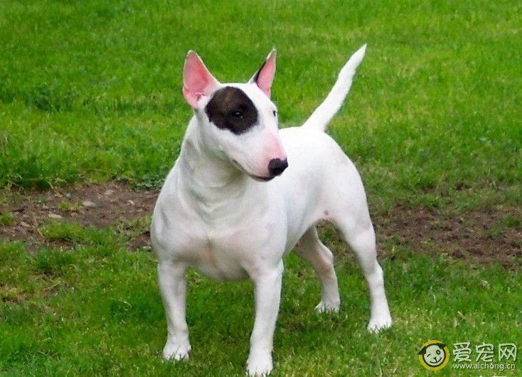 巴斯特牛头梗的来源及其性格特点