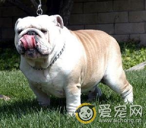 西班牙斗牛犬的详细资料介绍