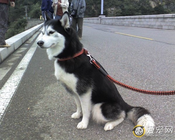 哈士齐基本资料介绍