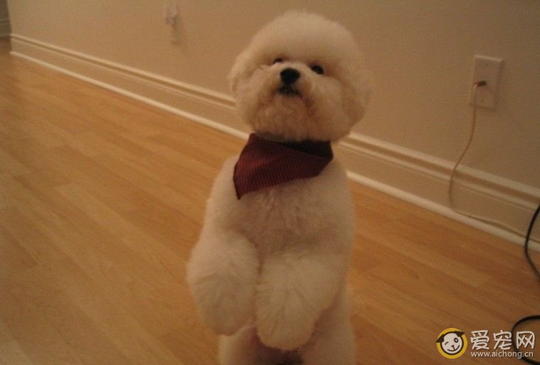 比熊犬能长多大