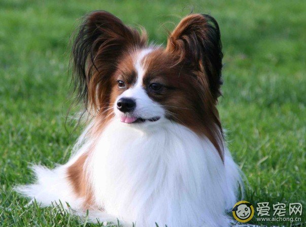 蝴蝶犬是来自哪个国家