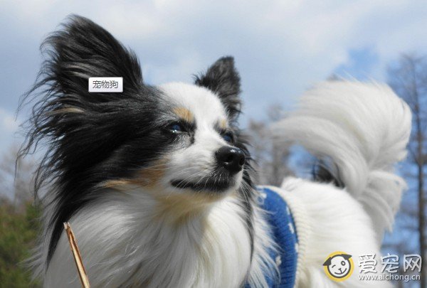 蝴蝶犬多少钱一只