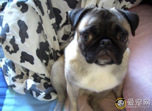 八哥犬是不是沙皮狗