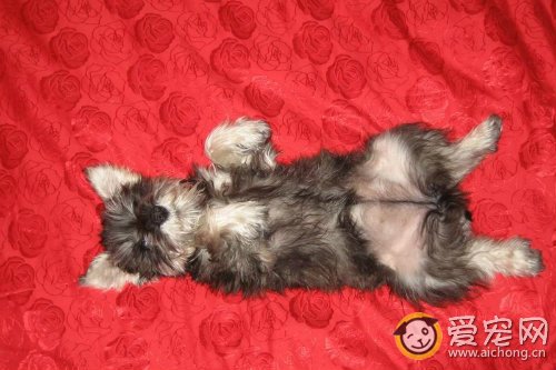 狗狗翻肠子的症状及治疗