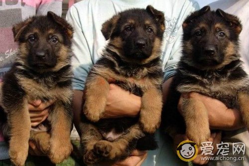 肉食狗养殖技术