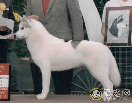 纯种哈士奇特征