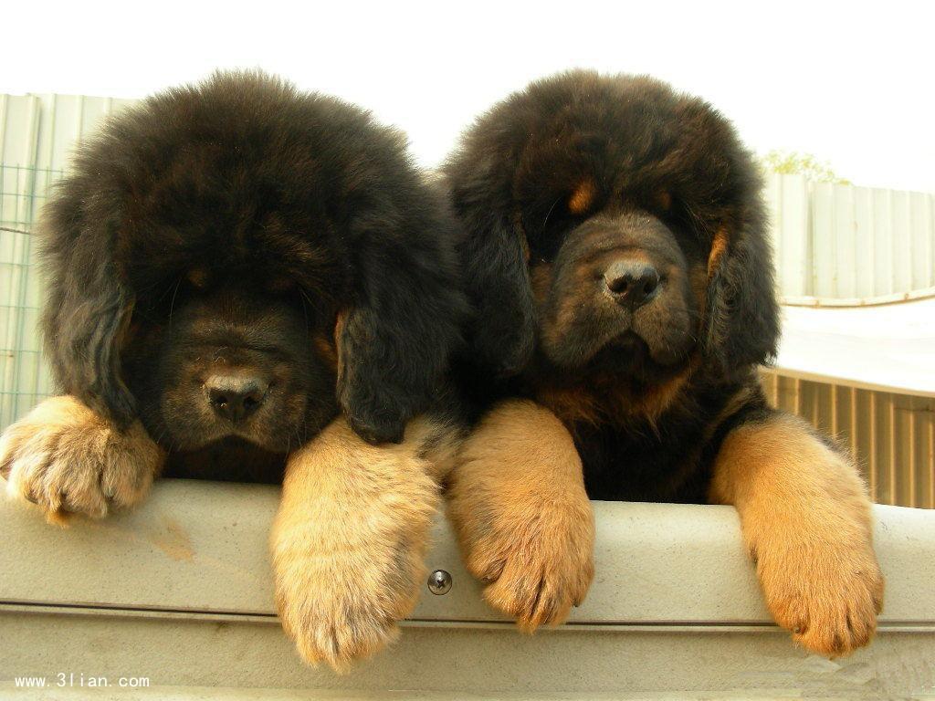 如何做好藏獒的春季健康管理