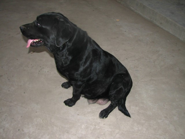 黑色拉布拉多犬