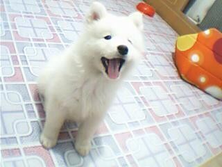 宠物犬磨牙换牙时期注意事项