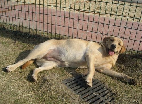 宠物犬生产前的预兆