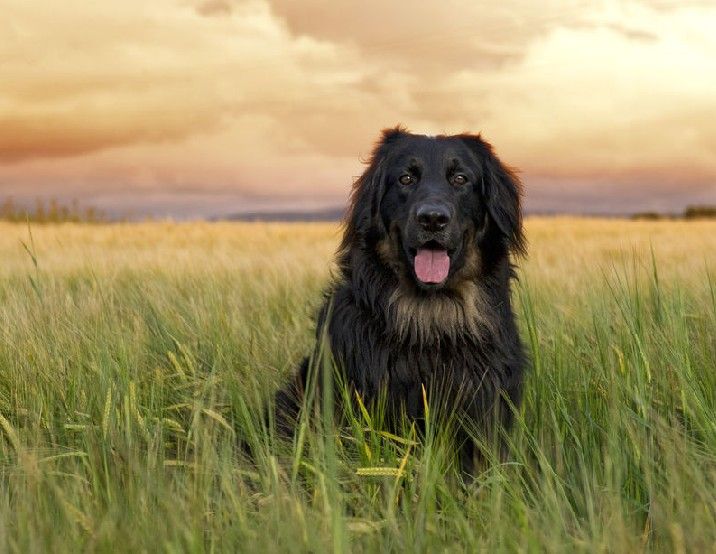 你懂狗狗吗?来了解狗狗心理学