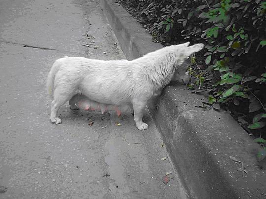 狗狗喜欢吃路边的垃圾