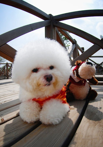 宠物狗狗脚底毛应定期修剪